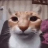 UniH