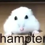 hampster