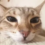 cowka