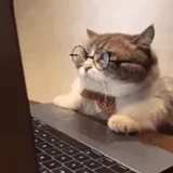 GatoTheCat