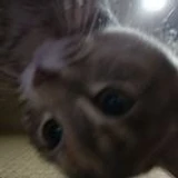 TemmieOFC