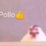 Pollo