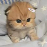 FluffyCute