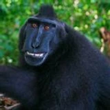Monkelove_banana