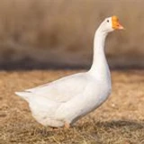 Sir_Goose