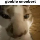 catt