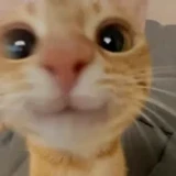 Xeryt