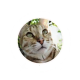 IBastet