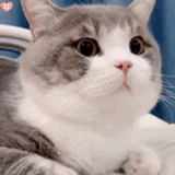 0cdq