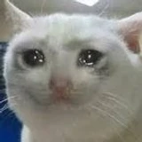 stupid_cat