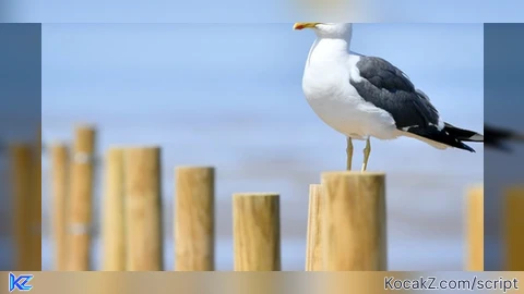Speed 64
