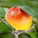 Kevfied