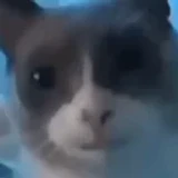 wiII