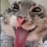 shindx