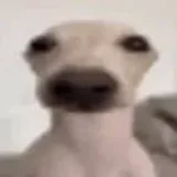 PJex
