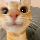 vanphinee