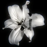 debugsetconstant
