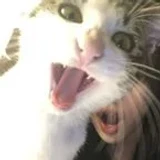 Not_Zoee