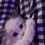 cotik