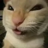 colitapepe6