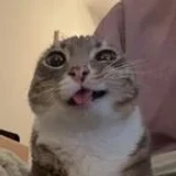 G4t0_V1P