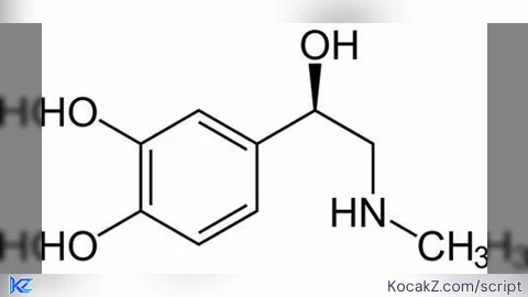 Cmds