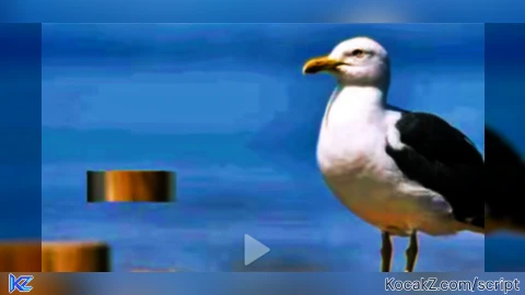 Fly made by chatgpt
