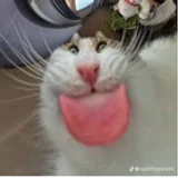 tobyxman15