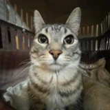 meowincscripts