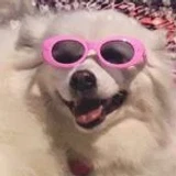 DogyX0