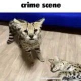 servfur