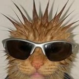 meowtology
