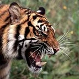 SIBERIAN_TIGERBLAZE