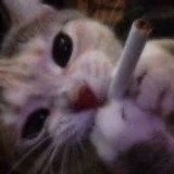 pixel*s
