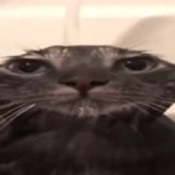 test_subject