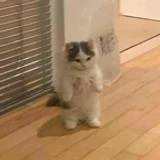 satucat