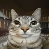 buttercat