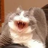 Cat_ishere