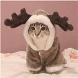 developer_pro