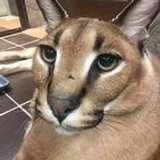 Bobjunior