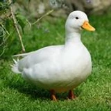 DuckDude