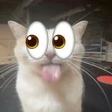 imnotreallol