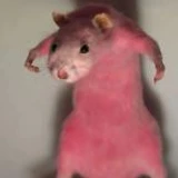 viku