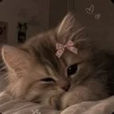 catislclosure