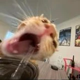 Yazoooo