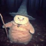 CatWizard