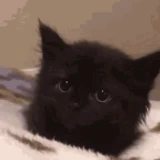 FloppyTheSniper