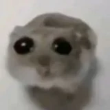 akramfrlmao
