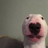 AceDawg