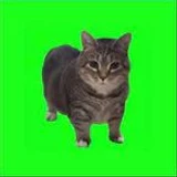 k0pd00